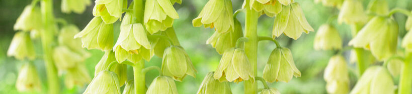 Fritillaria