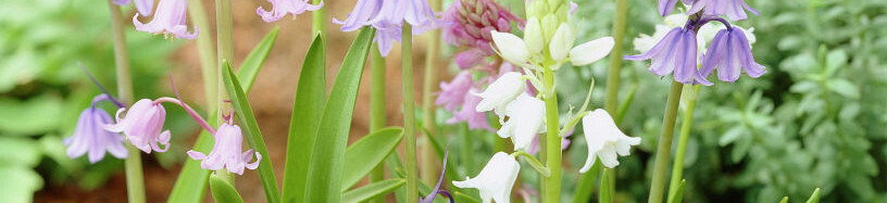 Hyacinthoides