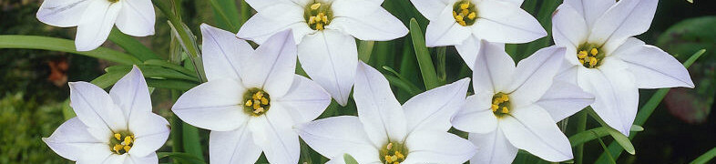 Ipheion