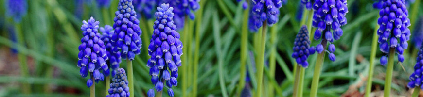 Muscari